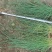 粉黛乱子草基地大量粉黛乱子草批发粉黛乱子草杯苗价格优惠