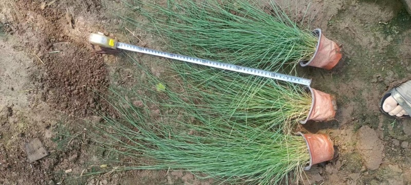 粉黛乱子草基地大量粉黛乱子草批发粉黛乱子草杯苗价格优惠