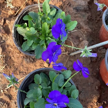角堇角堇现货供应冷季型草花山东草花基地红丹林花卉