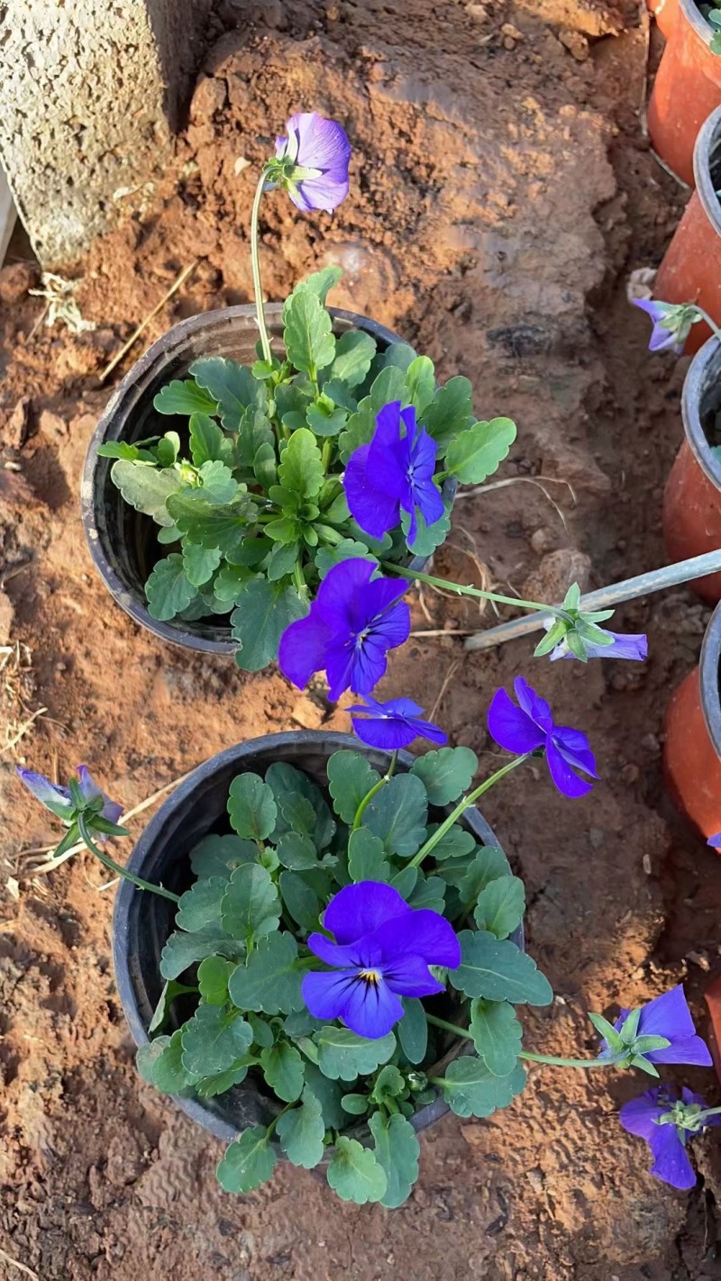 角堇角堇现货供应冷季型草花山东草花基地红丹林花卉