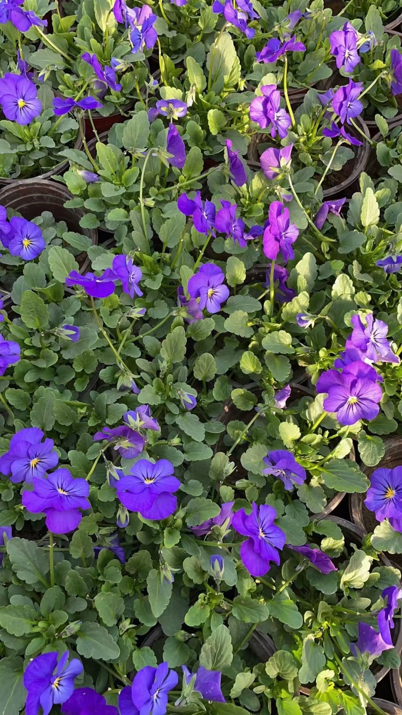 角堇角堇现货供应冷季型草花山东草花基地红丹林花卉