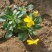 角堇角堇现货供应冷季型草花山东草花基地红丹林花卉