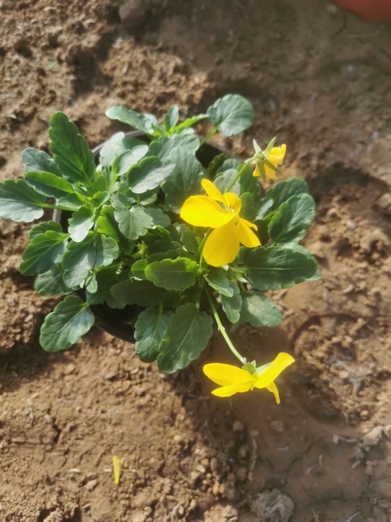 角堇角堇现货供应冷季型草花山东草花基地红丹林花卉