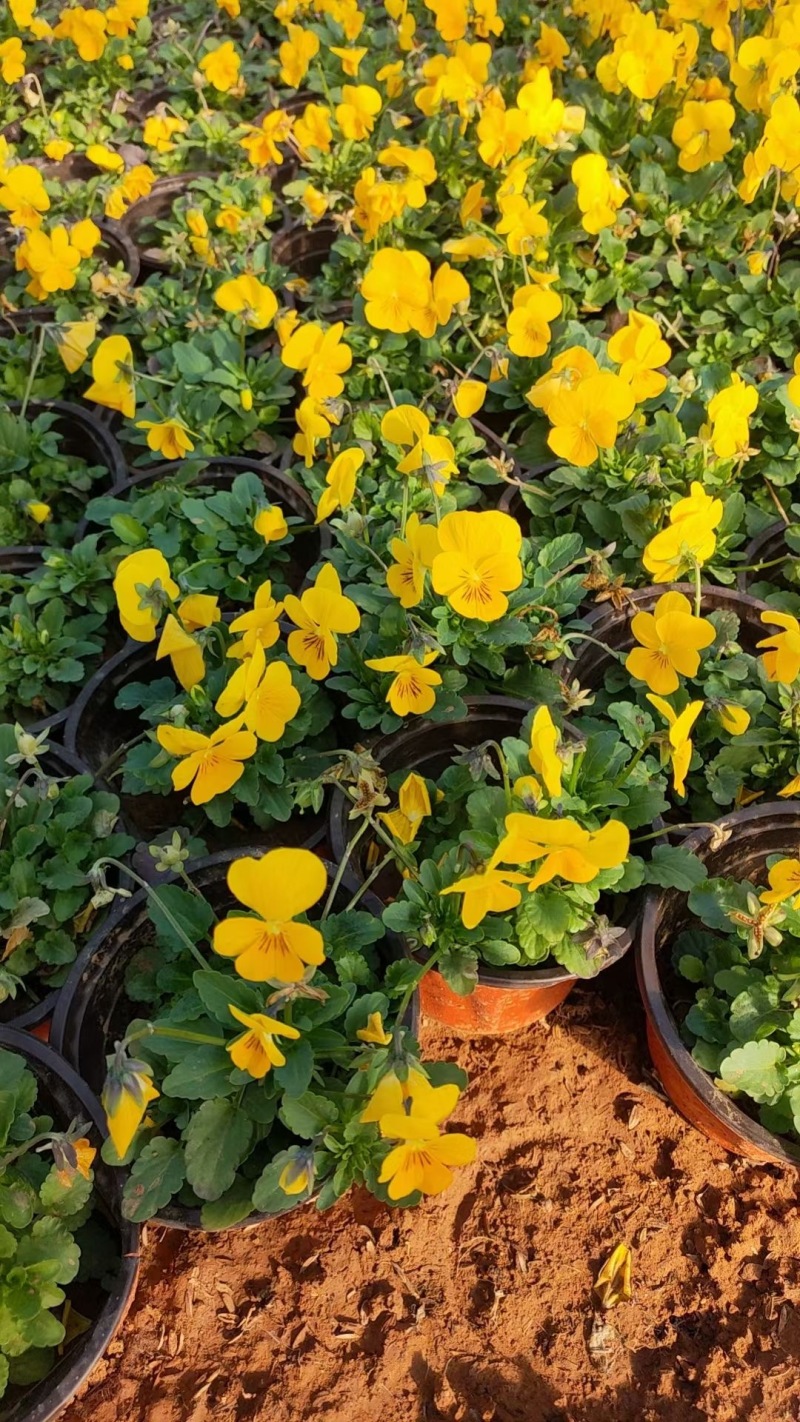 角堇角堇现货供应冷季型草花山东草花基地红丹林花卉