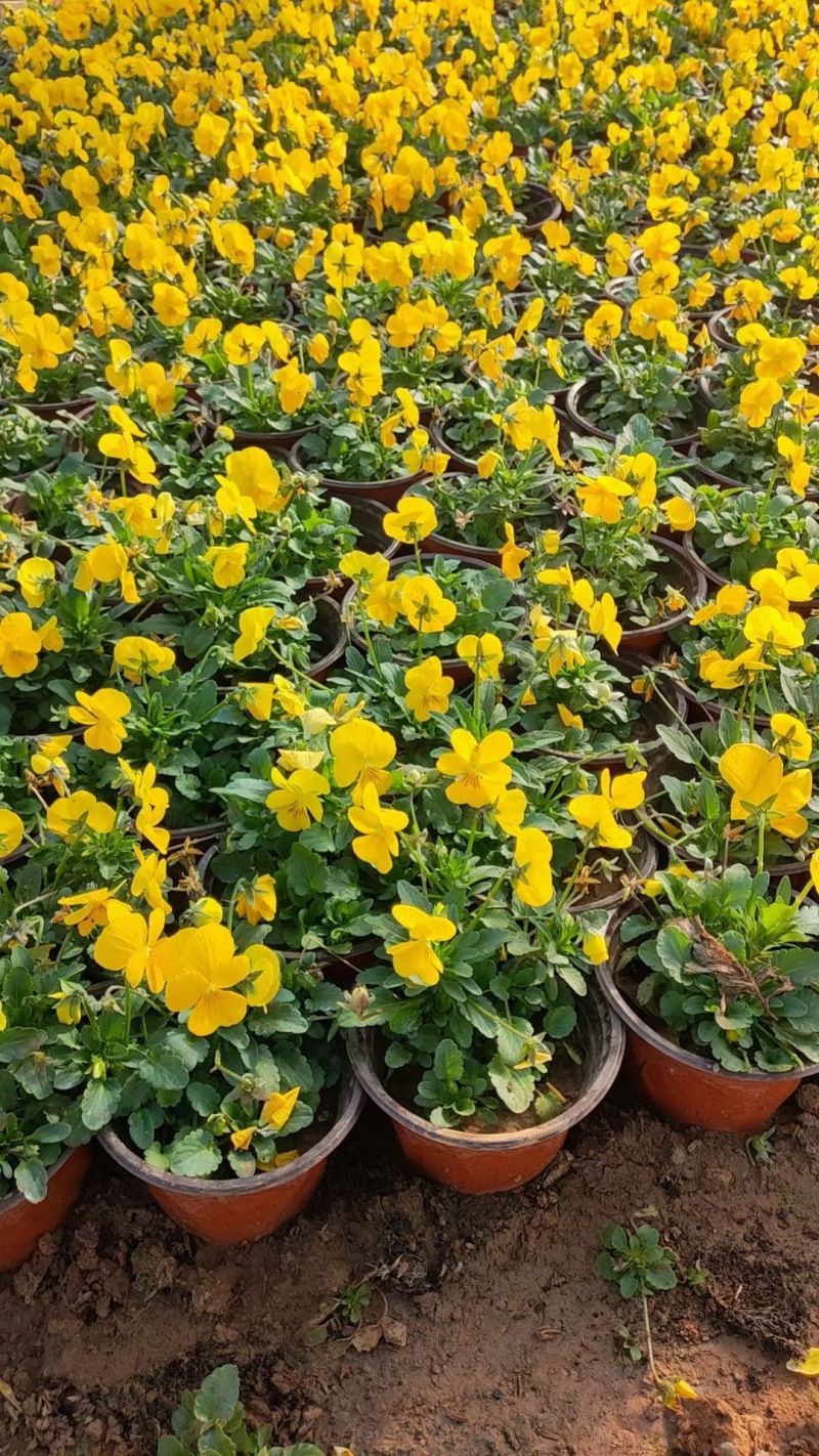 角堇角堇现货供应冷季型草花山东草花基地红丹林花卉