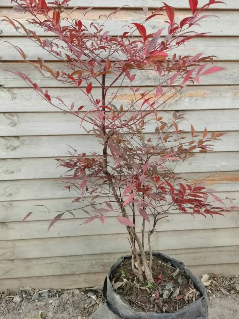 南天竹盆栽盆景红焰南天竹秋冬季节变红，春夏为绿色欢迎咨询