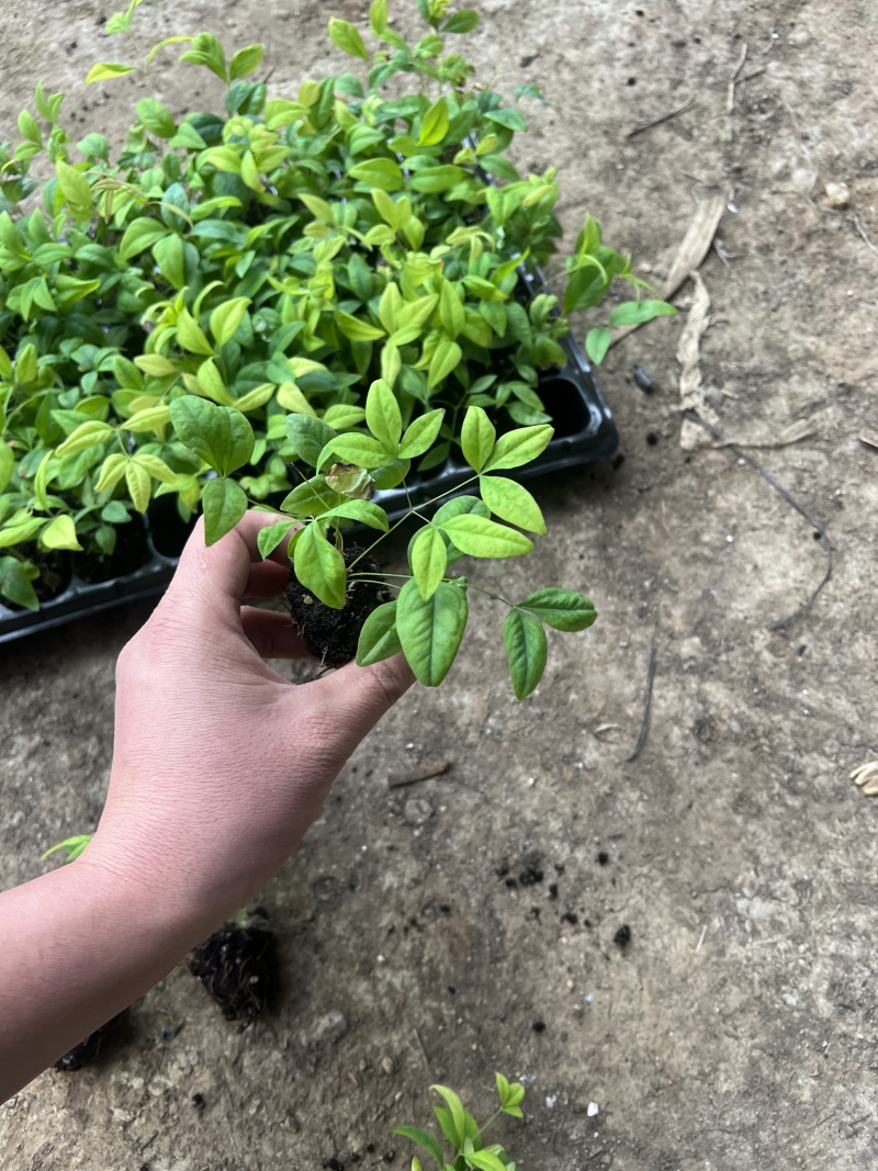 南天竹盆栽盆景红焰南天竹秋冬季节变红，春夏为绿色欢迎咨询