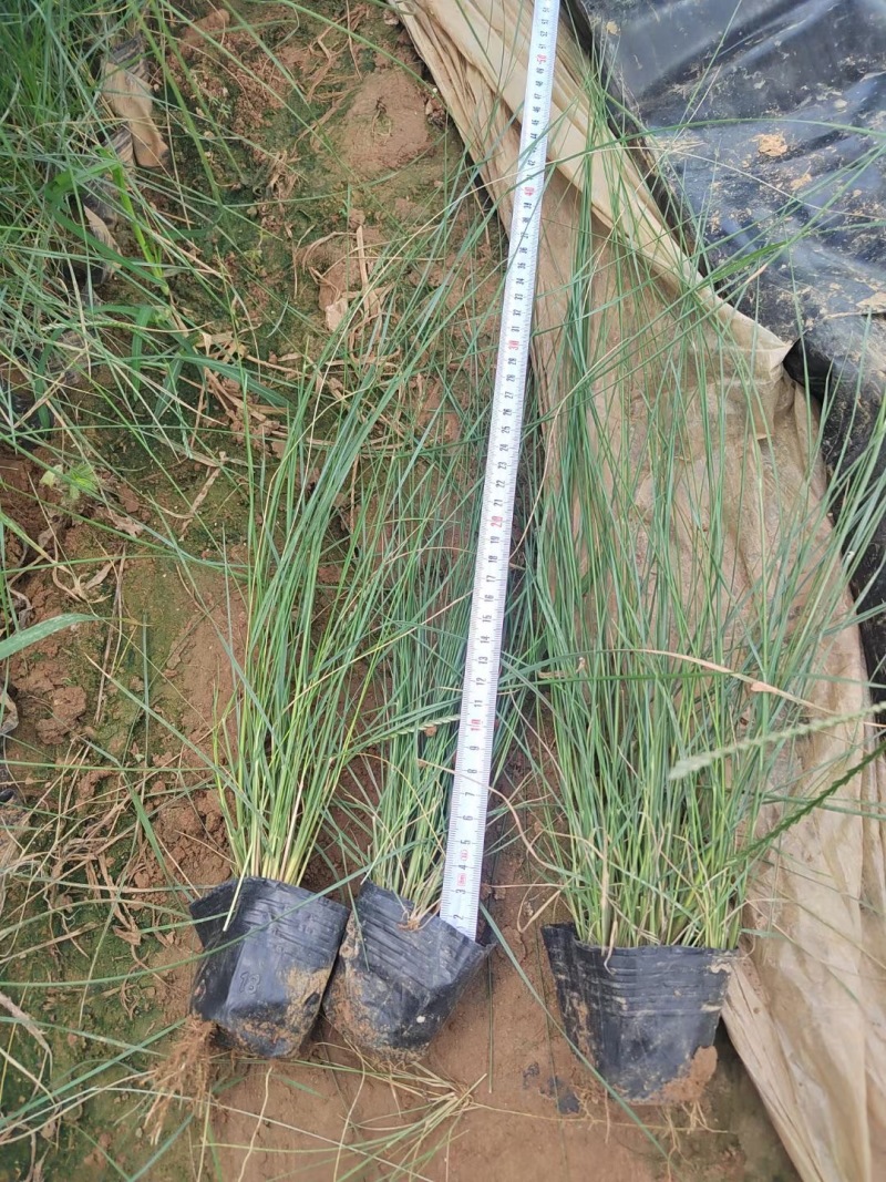 粉黛乱子草基地大量粉黛乱子草批发粉黛乱子草杯苗价格优惠
