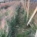 粉黛乱子草基地大量粉黛乱子草批发粉黛乱子草杯苗价格优惠