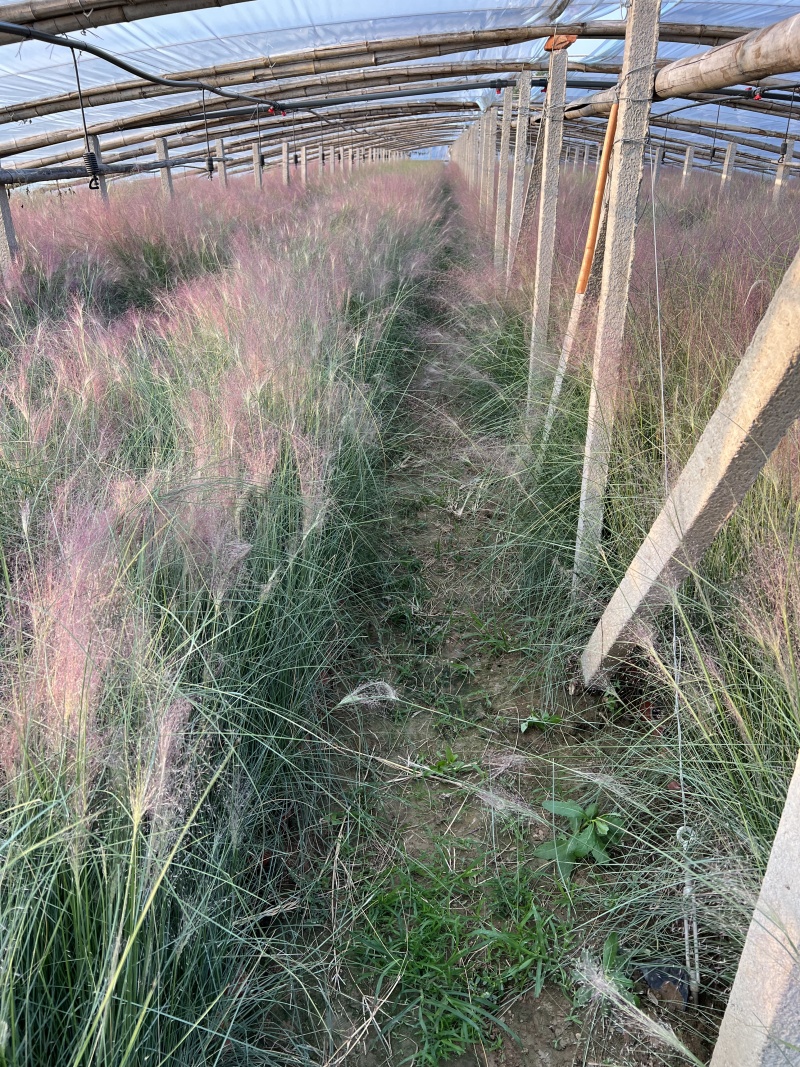 粉黛乱子草基地大量粉黛乱子草批发粉黛乱子草杯苗价格优惠
