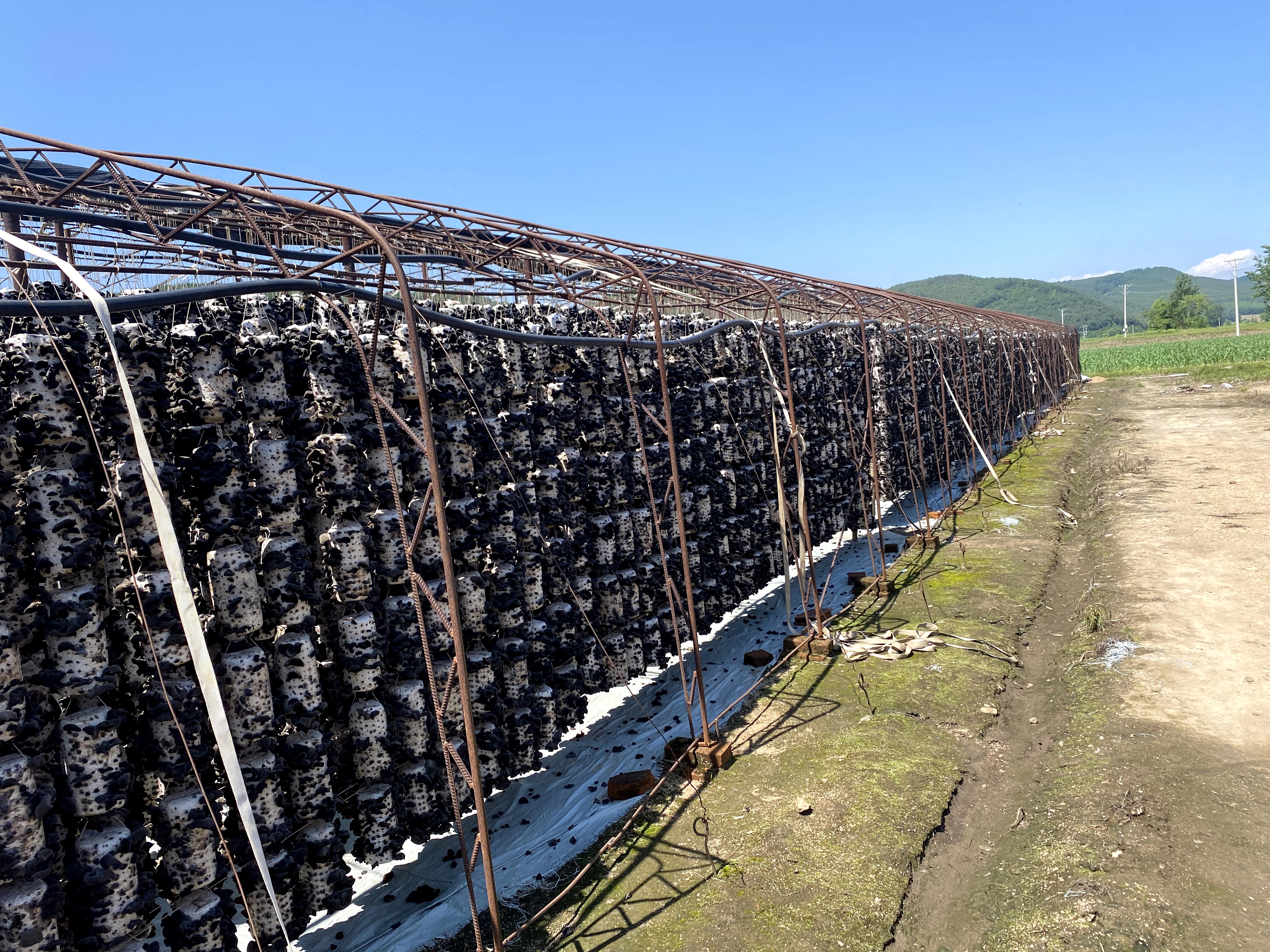 小碗耳秋木耳成品包装与电商发货现场