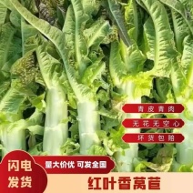 【红叶莴苣】湖北尖叶莴笋，洪湖莴苣，叶尖，无花无空心