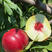 珍珠枣油桃苗0号品种对版根系发达现挖现发签订合同定