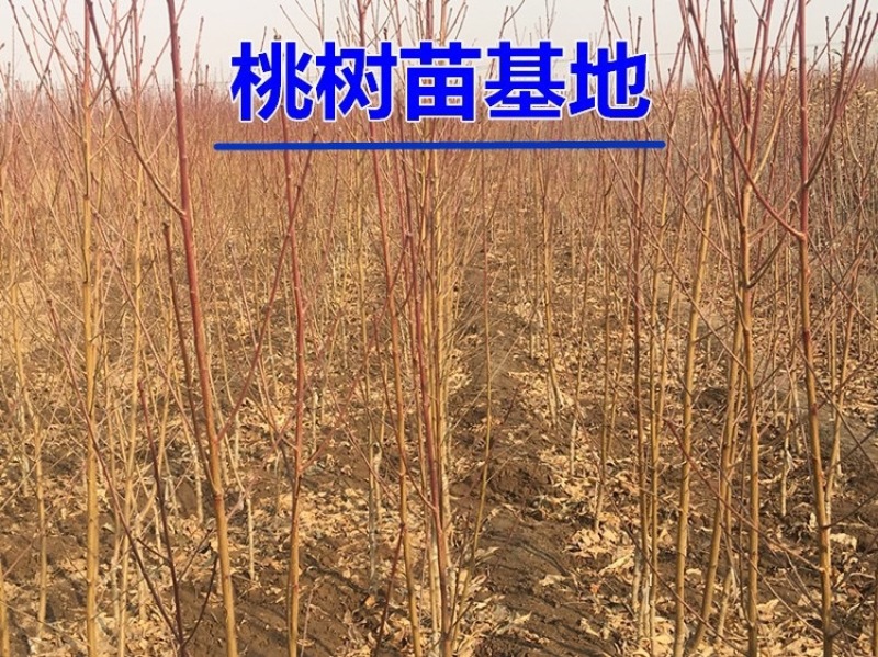 珍珠枣油桃苗0号品种对版根系发达现挖现发签订合同定