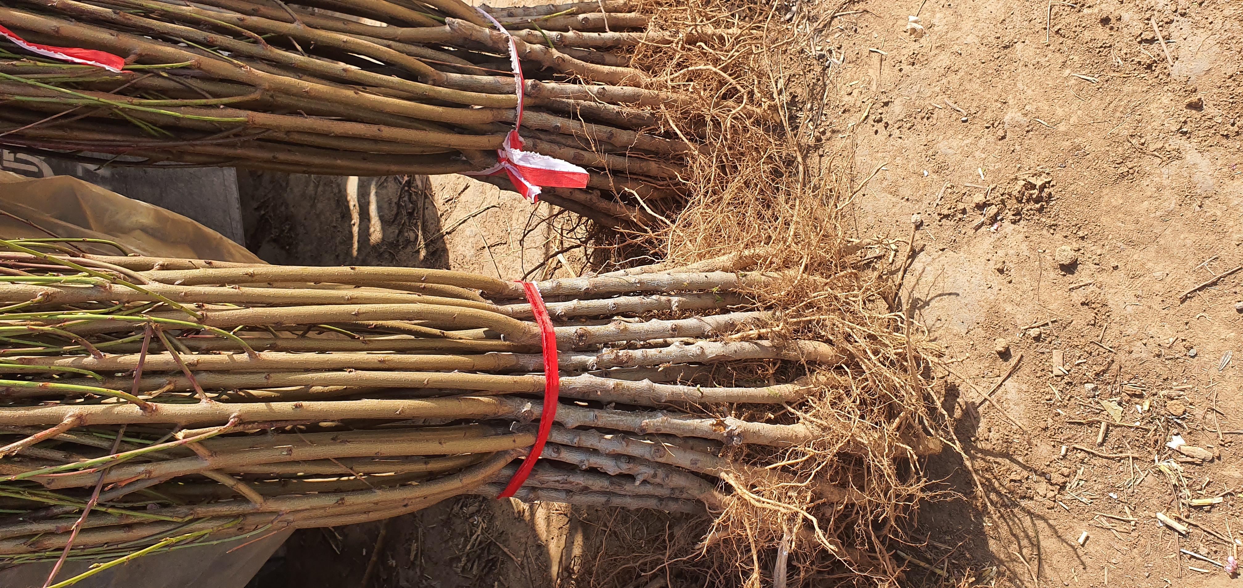 8号枣油桃包装与电商发货场景