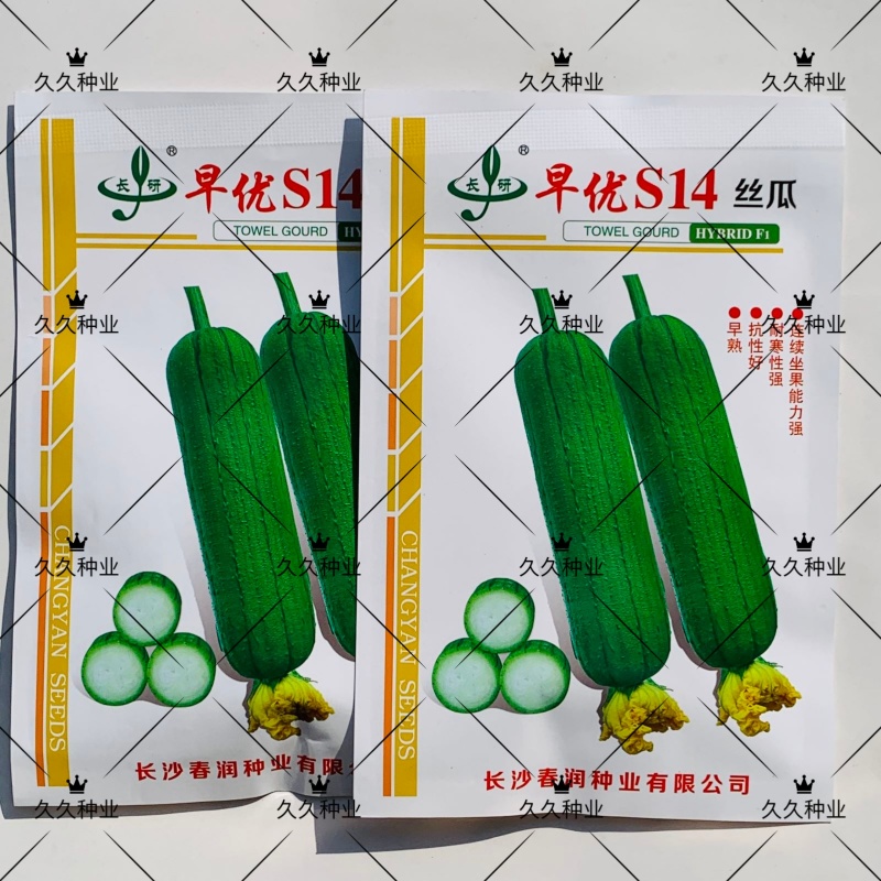 早优S14短棒丝瓜种子早熟蔬菜种子大田绿色披白霜高产