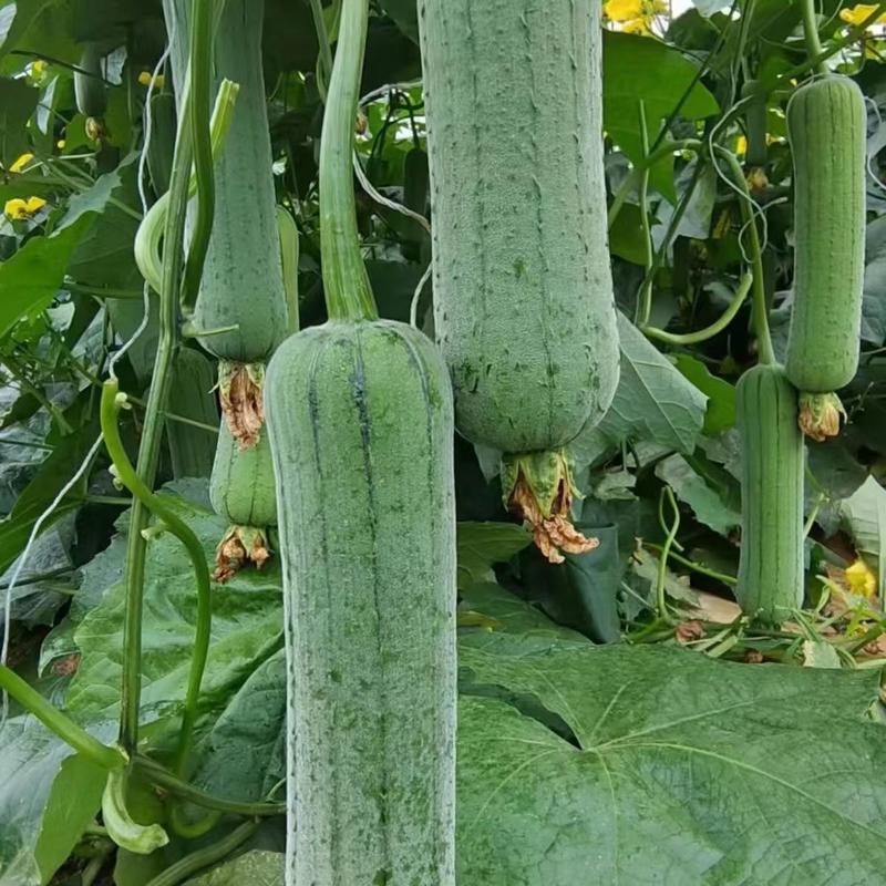 早优S14短棒丝瓜种子早熟蔬菜种子大田绿色披白霜高产