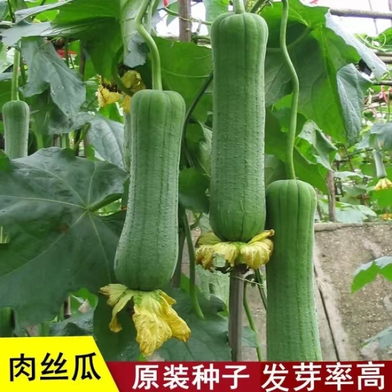 早优S14短棒丝瓜种子早熟蔬菜种子大田绿色披白霜高产