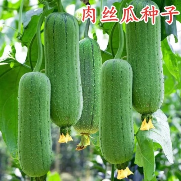 早优S14短棒丝瓜种子早熟蔬菜种子大田绿色披白霜高产