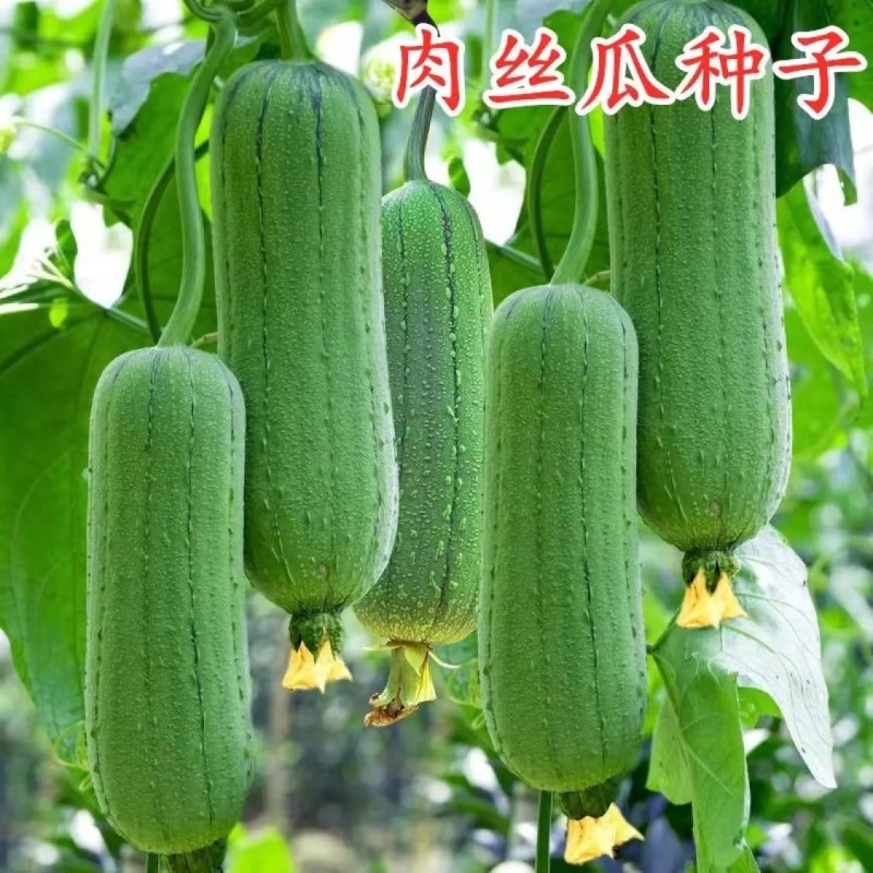 早优S14短棒丝瓜种子早熟蔬菜种子大田绿色披白霜高产