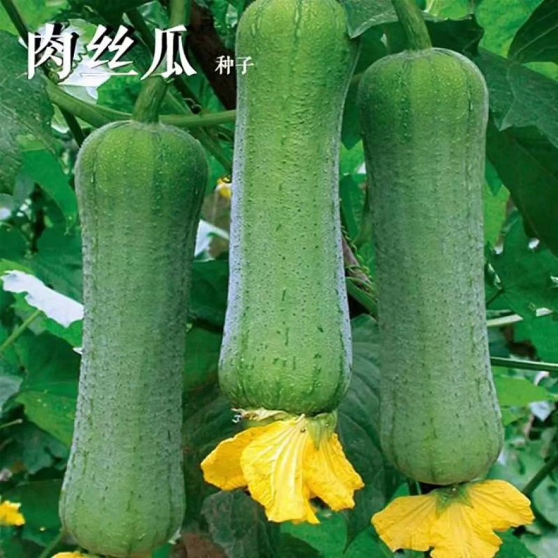 早优S14短棒丝瓜种子早熟蔬菜种子大田绿色披白霜高产