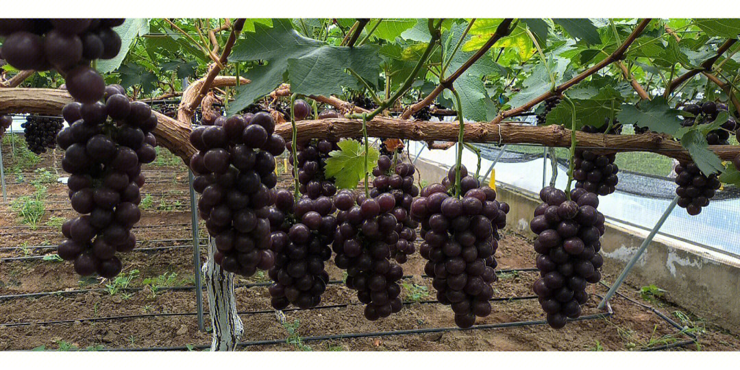 红奥格果实特写