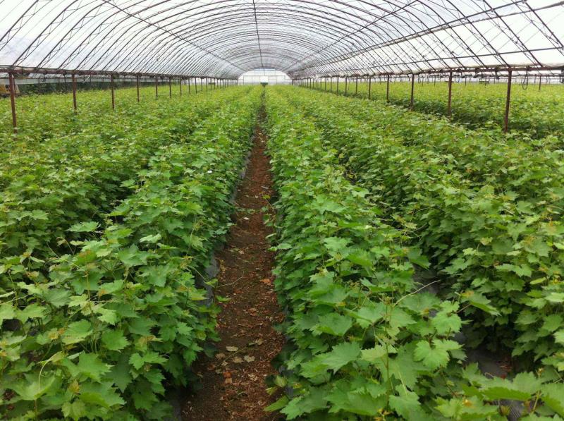 福安葡萄种植基地航拍图