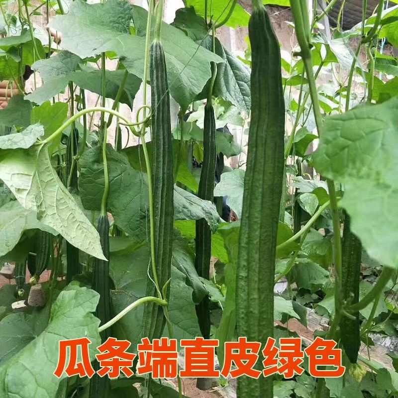 和利农正源寿甜1号棱丝瓜种子杂交早熟耐热口感甜脆农家蔬菜