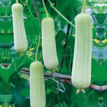 鼎牌牛奶2号白皮丝瓜种子早熟优质耐老化短棒口感香嫩滑高产