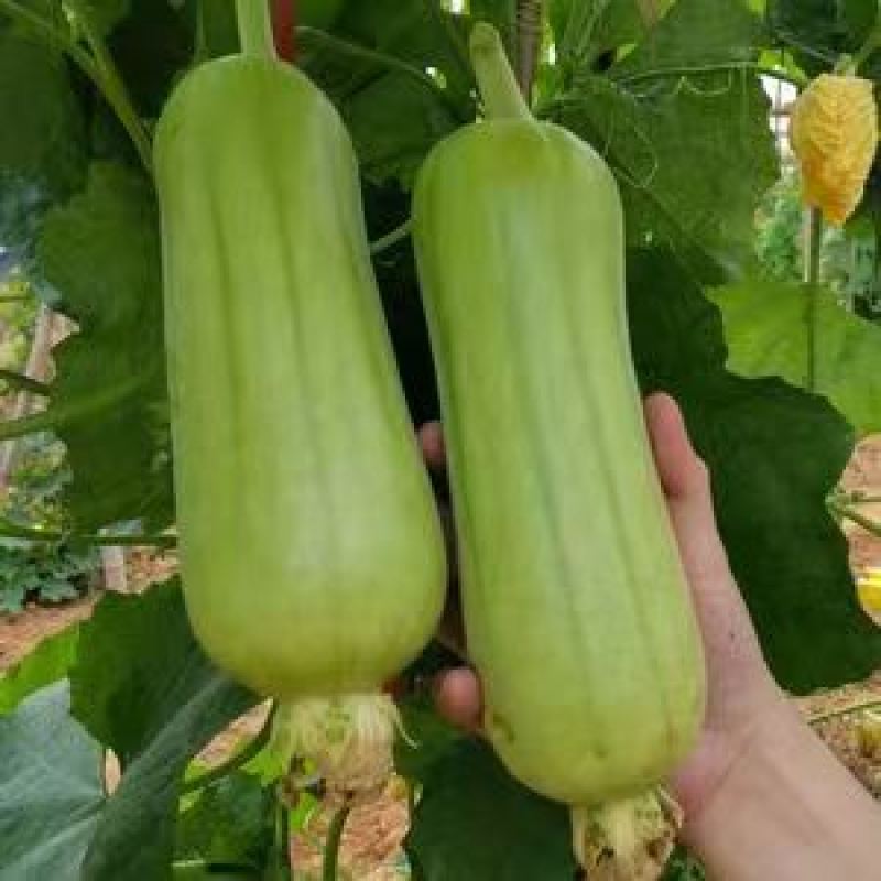 鼎牌牛奶2号白皮丝瓜种子早熟优质耐老化短棒口感香嫩滑高产