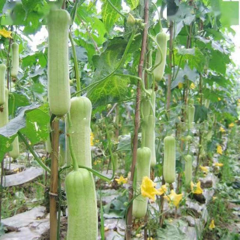 鼎牌牛奶2号白皮丝瓜种子早熟优质耐老化短棒口感香嫩滑高产