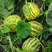 花玉翠2号甜瓜种子高端香瓜种籽豹点绿肉酥瓜高产八里香瓜