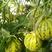 花玉翠2号甜瓜种子高端香瓜种籽豹点绿肉酥瓜高产八里香瓜