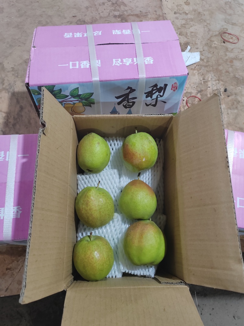 河北红香酥梨5毛一斤，产地直销量大质优保质保量