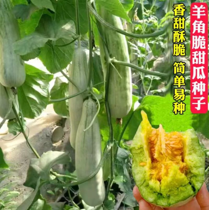 冰糖羊角酥甜瓜种子早熟羊角蜜甜瓜种籽香瓜春季四季水果蔬菜
