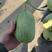 天禧老鼠瓜香瓜种子雪梨瓜甜瓜种孑香瓜种籽味甜多汁含糖高