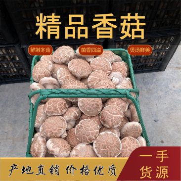 丽水精品鲜香菇发货后付款对接市场超市