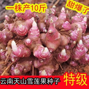 雪莲果种子,雪莲果种球,雪莲果苗,带芽发货,10斤包邮