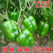 甜椒种子大甜椒青椒灯笼椒五彩椒种子阳台春秋冬季蔬菜种子