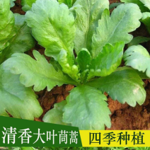 大叶茼蒿种子皇帝菜春夏秋冬盆栽阳台四季耐寒农家青蔬菜种子