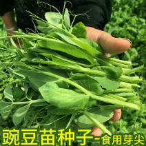 豌豆苗种子无须豌豆尖种籽豌豆种南方豆苗青菜芽苗菜四季农家