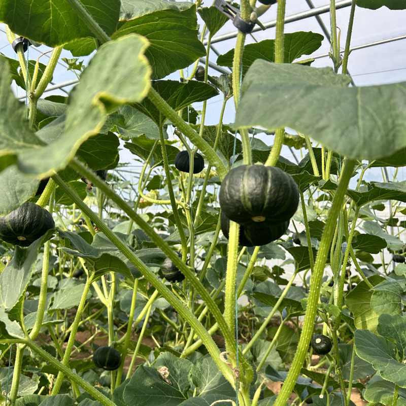 盛丰贝贝南瓜种子甜糯粉杂交板栗南瓜迷你型扁圆厚肉春秋播种