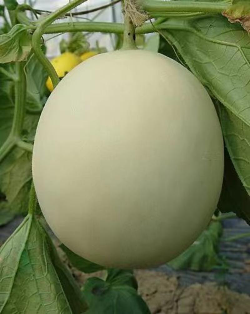 天禧冰糖玉蜜甜瓜种子中熟白皮绿瓤大圆果香瓜种籽春秋季播种