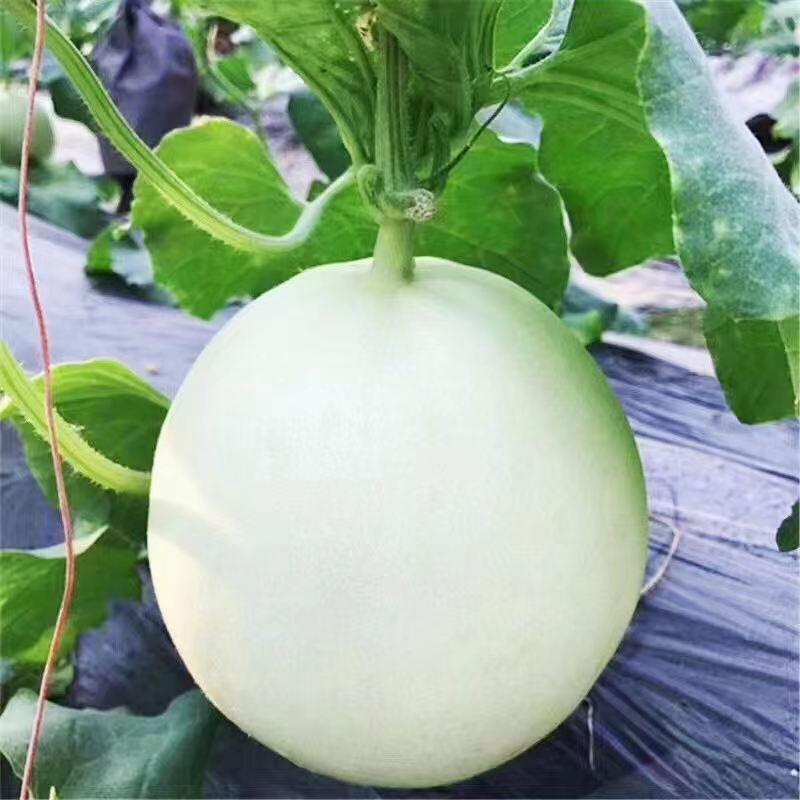 天禧冰糖玉蜜甜瓜种子中熟白皮绿瓤大圆果香瓜种籽春秋季播种