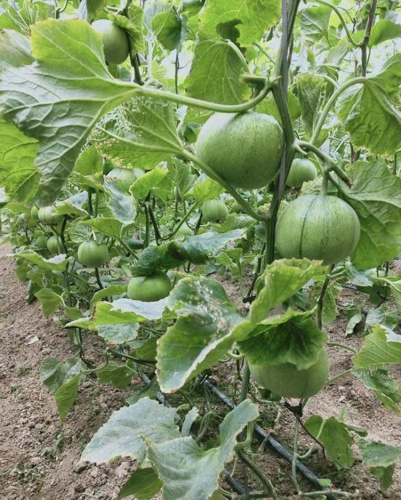 天禧青甜脆甜瓜种子早熟薄皮口感好高产抗病商品性佳农家春夏
