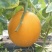 景甜蜜3号甜瓜种子黄皮红肉高糖多汁甜高圆耐寒耐暑厚皮甜瓜