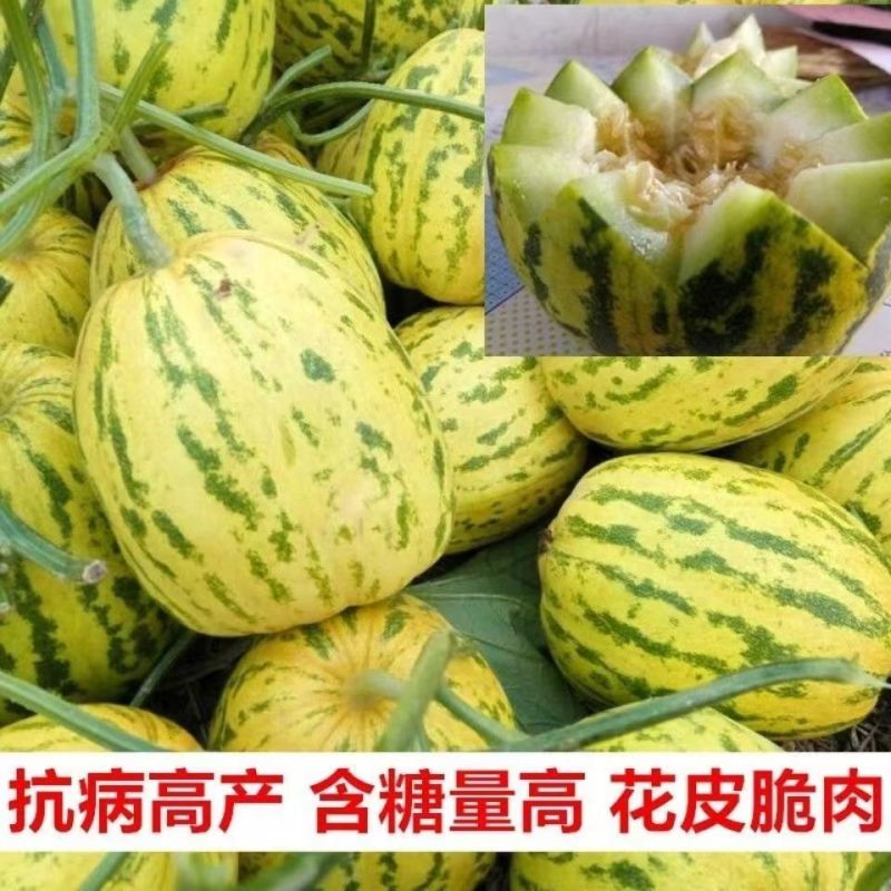 景甜丽花5号种子早熟农田大棚水果种黄绿皮甜瓜种籽耐寒抗病
