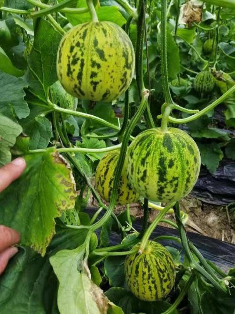 景甜丽花5号种子早熟农田大棚水果种黄绿皮甜瓜种籽耐寒抗病