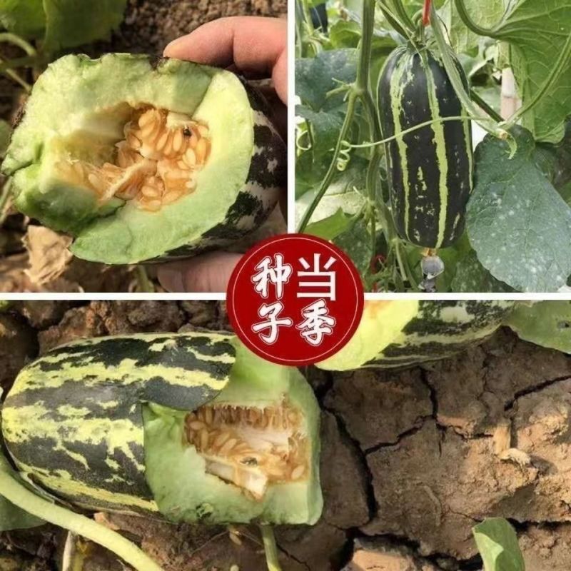 三叶酥甜瓜种子超甜薄皮酥香脆爽多汁甜掉牙四季播盆栽水果种