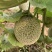 景甜UFO2号甜瓜种子孑网纹哈密瓜甘甜香脆伽师瓜种籽高产